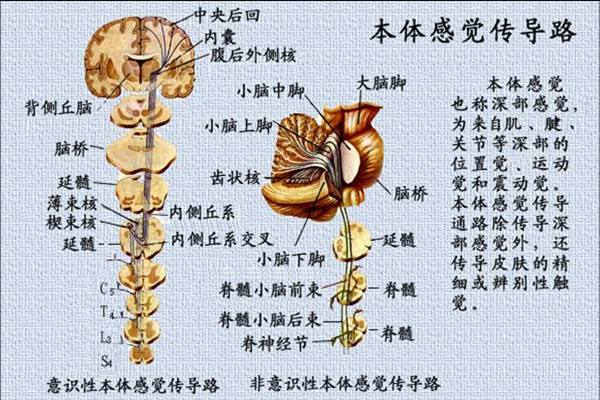 孩子从床上掉下来摔到头发育迟缓,孩子从床上仰摔下来的危害