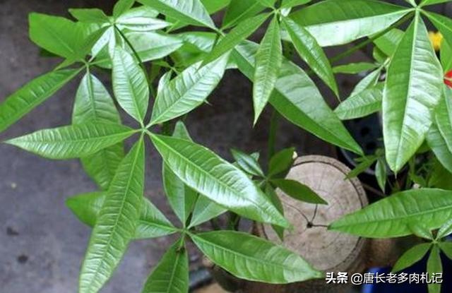 发财树冬天主干褶皱变软,发财树根部发皱什么引起的