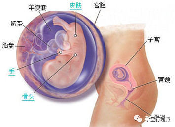 孕期周刊,孕期周刊25周