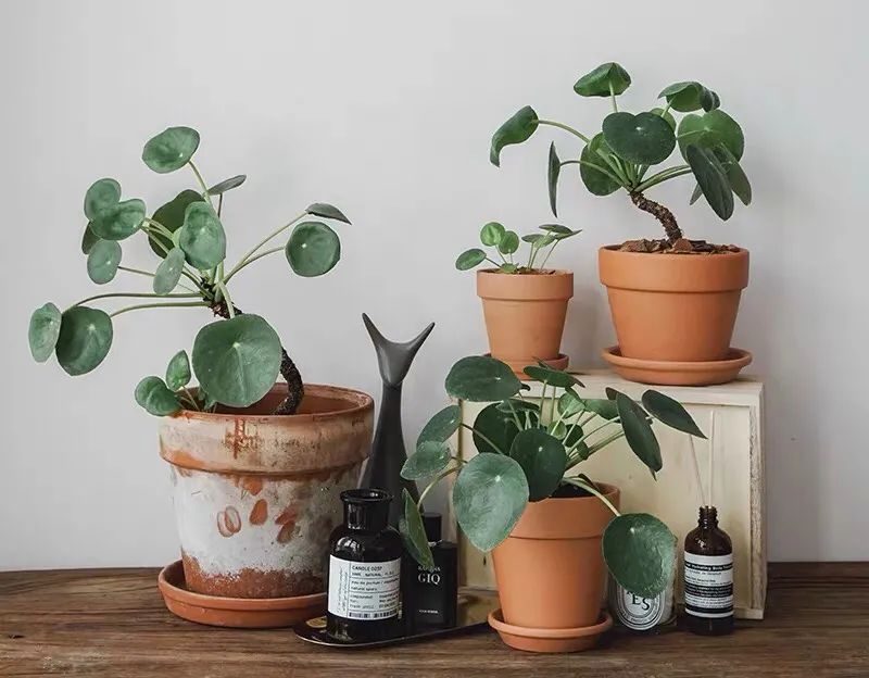 春天养兰花注意事项,镜面草怎么养成造型老桩