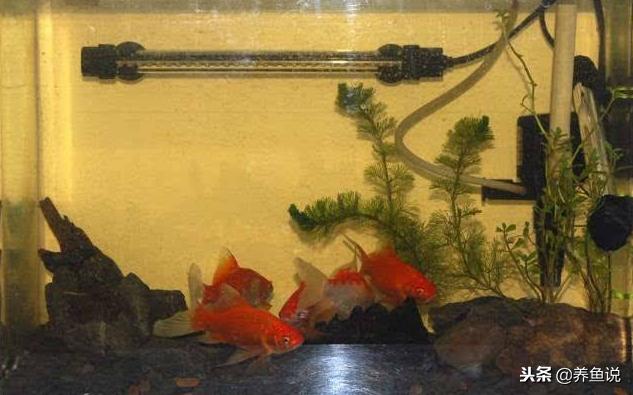 如何解决鱼缸黄水,鱼缸黄水是什么原因造成的