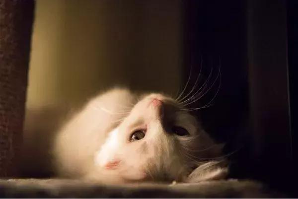 如果猫咪走丢了报警可以吗,猫咪走丢了如何把猫咪找回