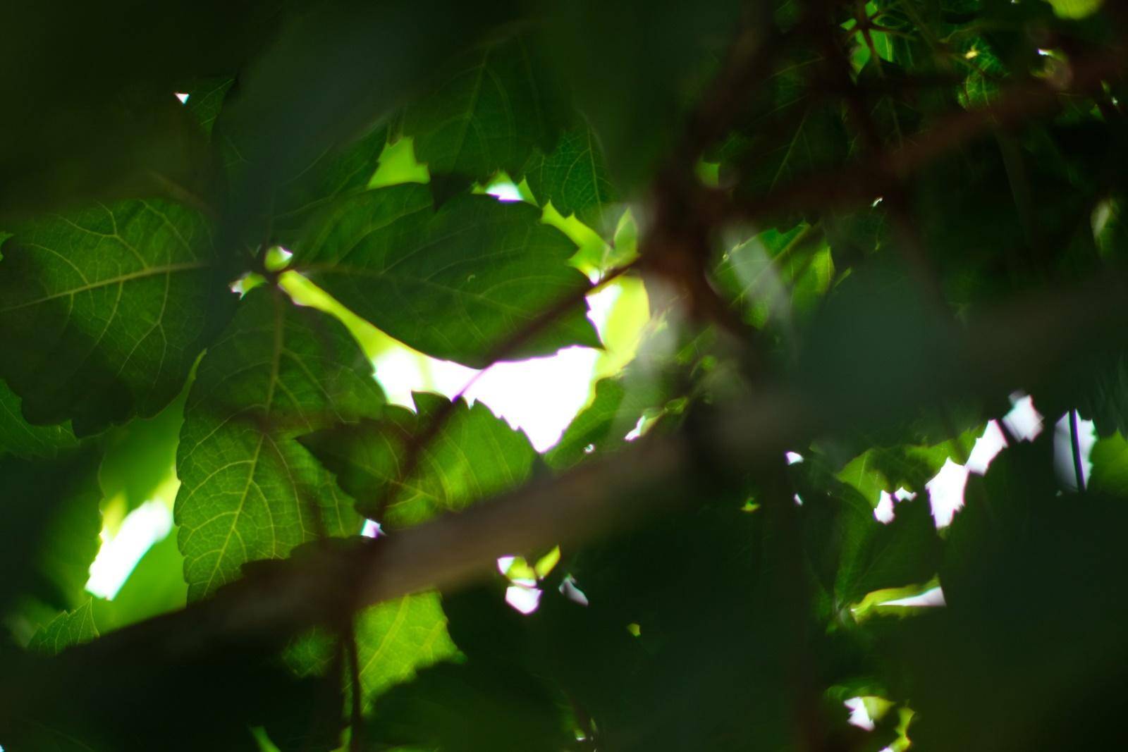 七工匠55mm1.4代镜头怎么样,七工匠55f1.4镜头一代与二代区别