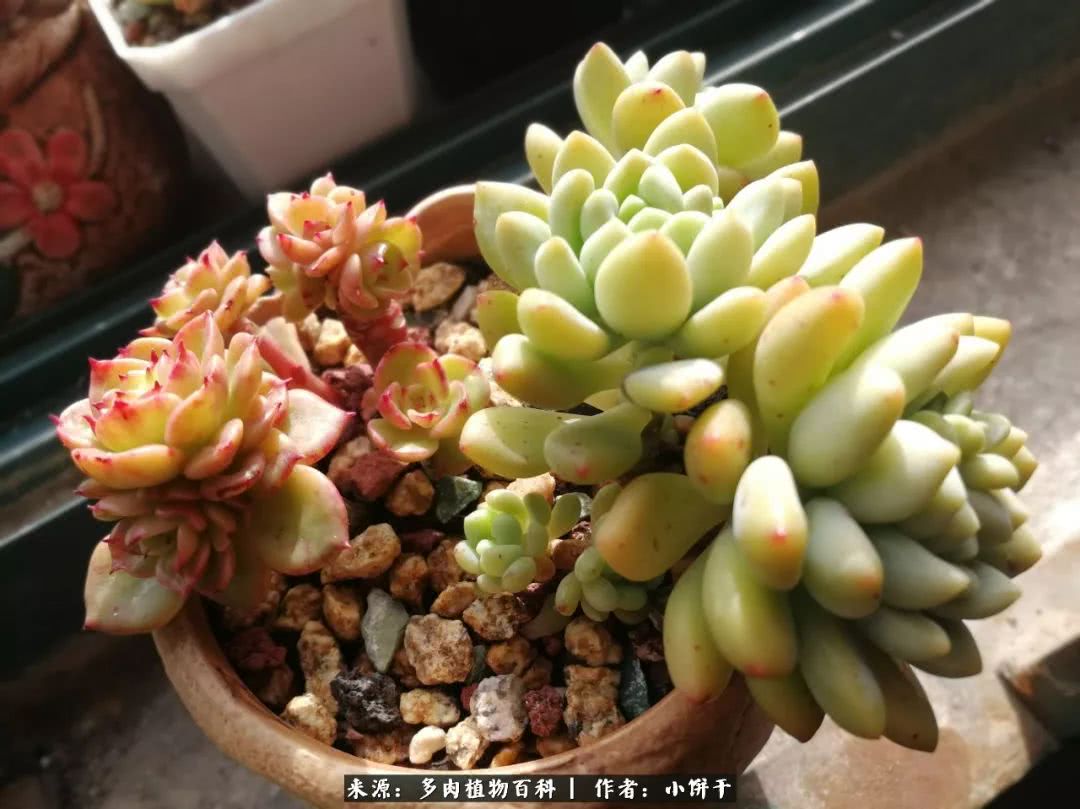 无肉不欢的肉瘾少女，日日沉迷于美色无法自拔！