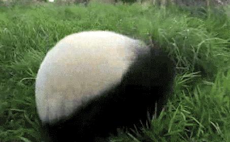 青城山熊猫谷都江堰一日游攻略,熊猫谷青城山都江堰一日游攻略