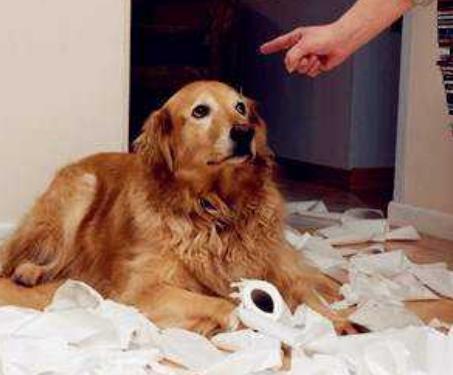 狗狗做错事把心虚表现得淋漓尽致,狗狗犯错了怎么正确的教训