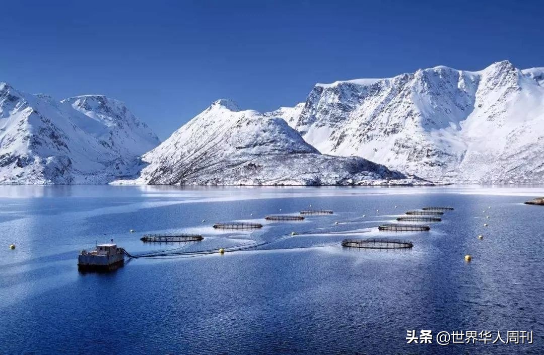 买回家的三文鱼如何防止寄生虫,活三文鱼寄生虫