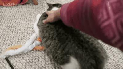 明明是已经绝育的公猫,明明绝育了猫咪为什么还叫