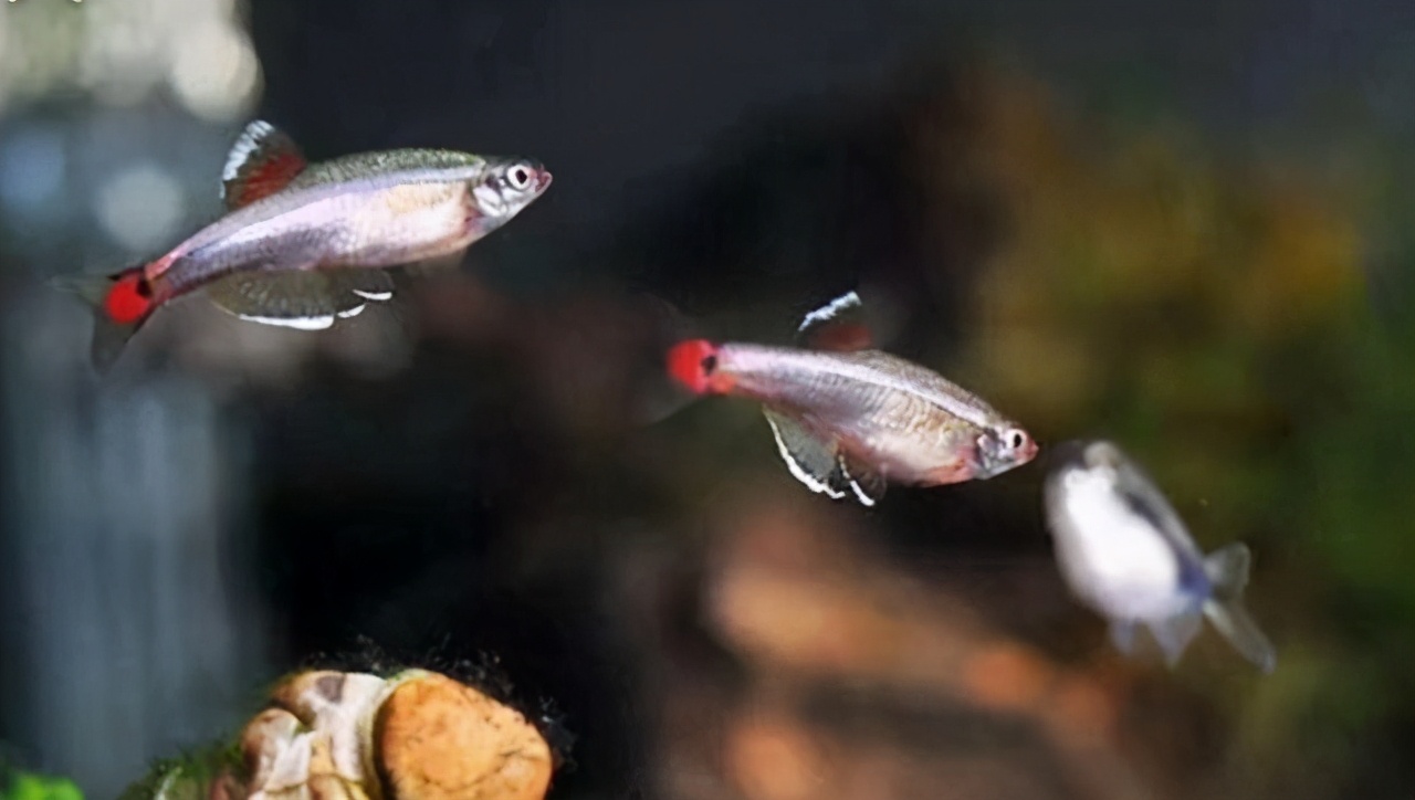 有藻类的鱼缸还需要过滤啊,充满藻类的鱼缸怎么过滤