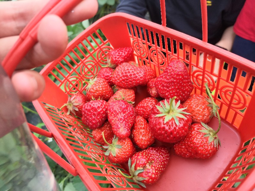 长沙附近摘草莓的地方在哪里,长沙开福区周边摘草莓的地方