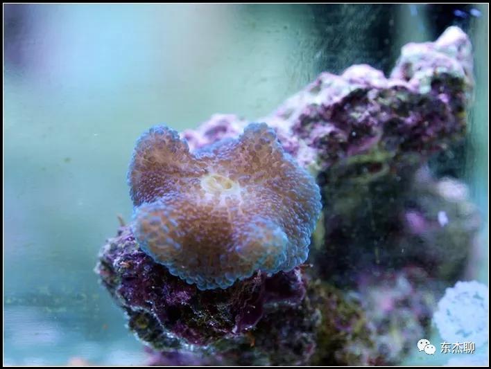 珊瑚鱼缸扁虫怎么处理,珊瑚扁虫怎么繁殖