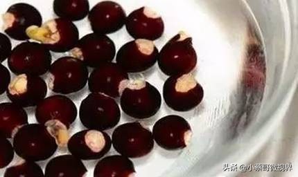 吃完的水果不要扔试试在家就能种,吃完的水果种子