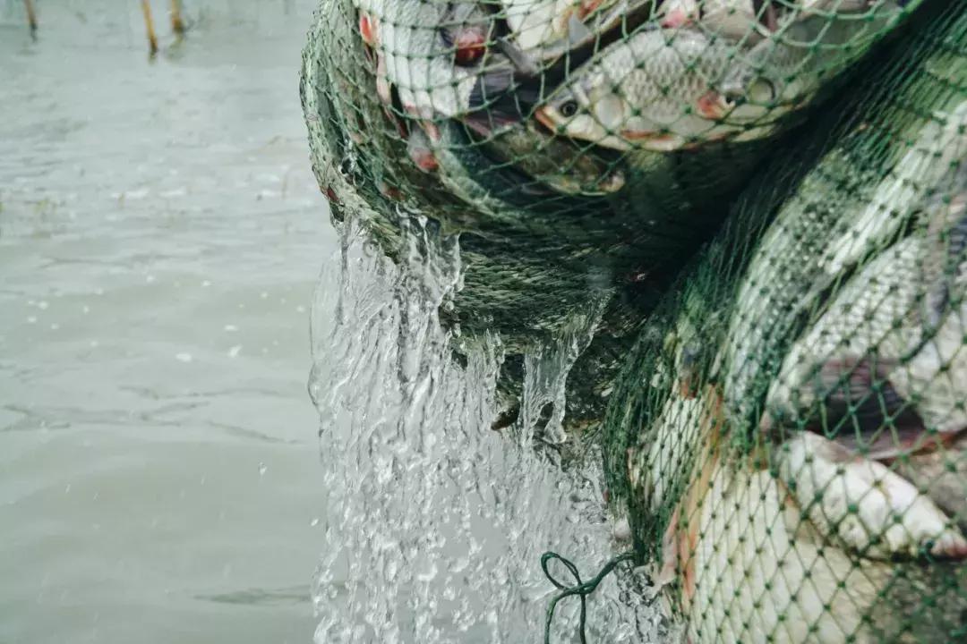 湖州:一座太湖南边的宝藏小城,春笋湖鲜河鱼,嘴巴好忙