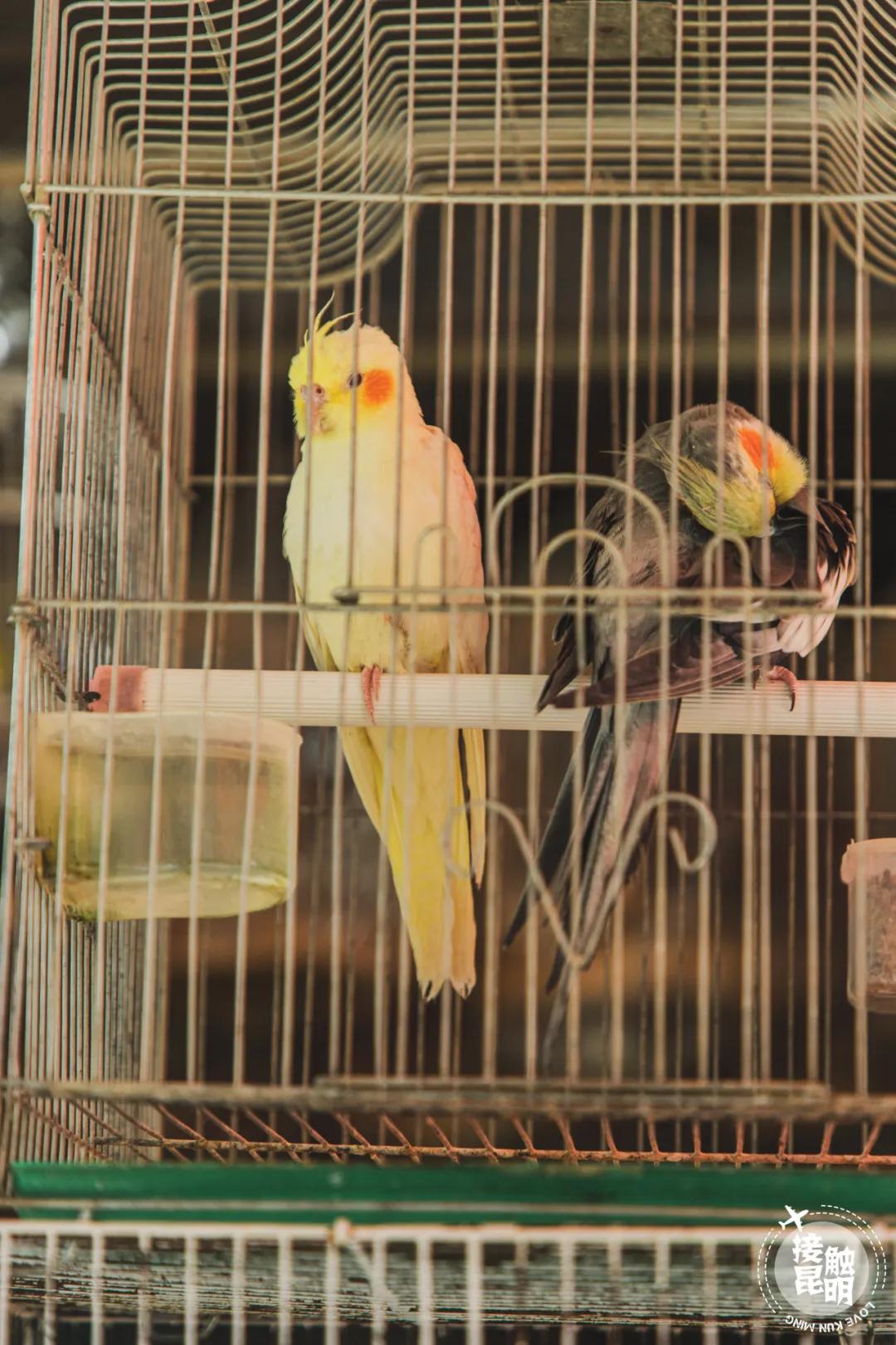 逛逛园博花鸟市场,园博花鸟市场攻略