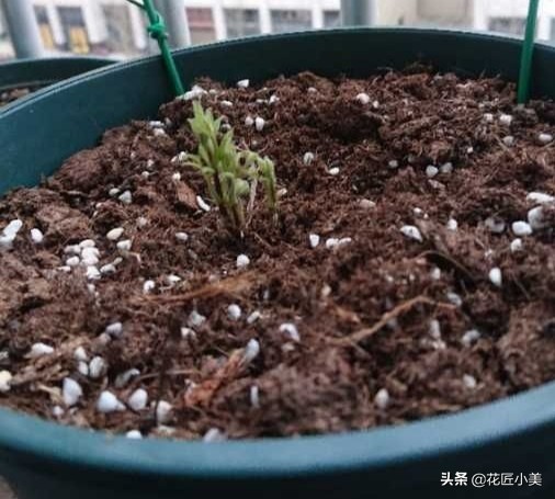 花卉换盆后僵苗会自己恢复吗,盆栽换盆僵苗弱苗如何快速恢复