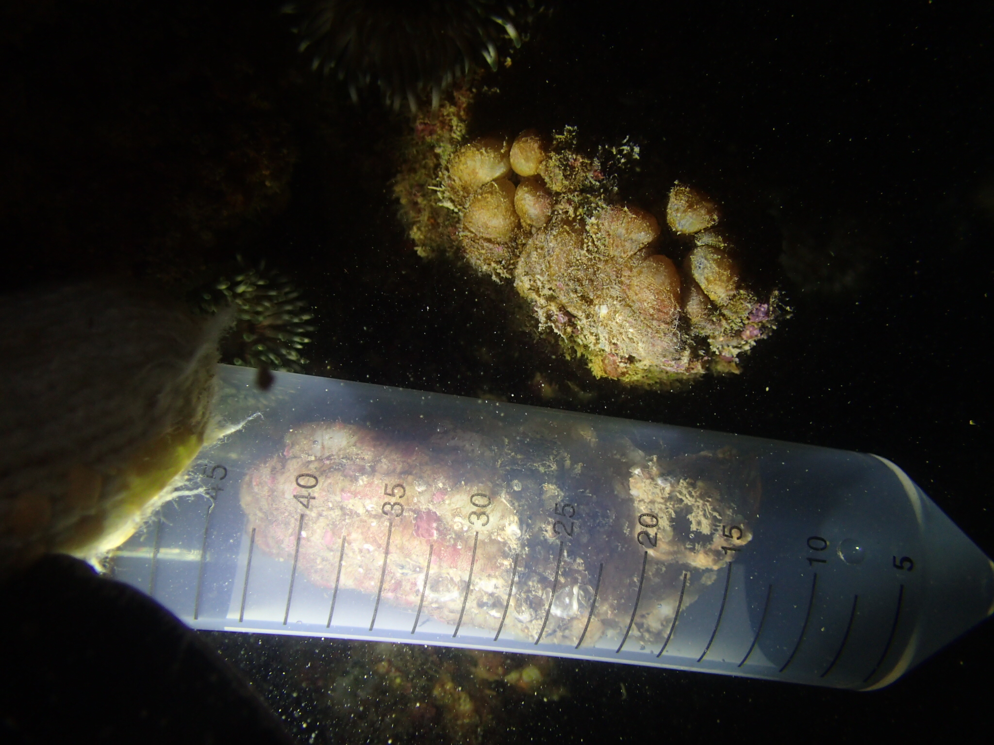 智能抗结核新药临床,抗结核新药50年磨一剑