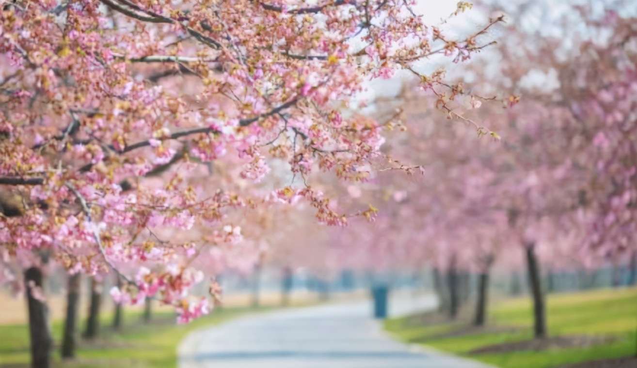 3月份赏樱花就不能只赏樱花,国内赏樱花这五处地方值得一去