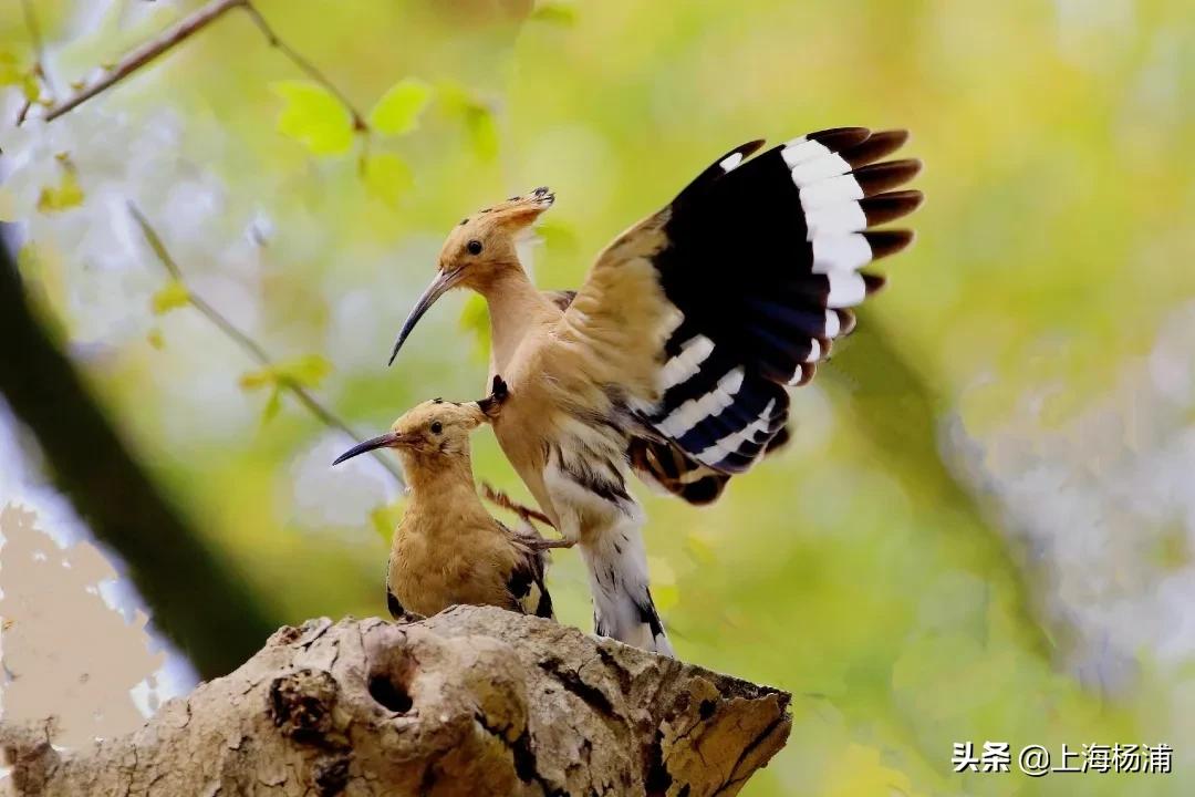 冬季引来最佳观鸟季,观鸟季一年一度