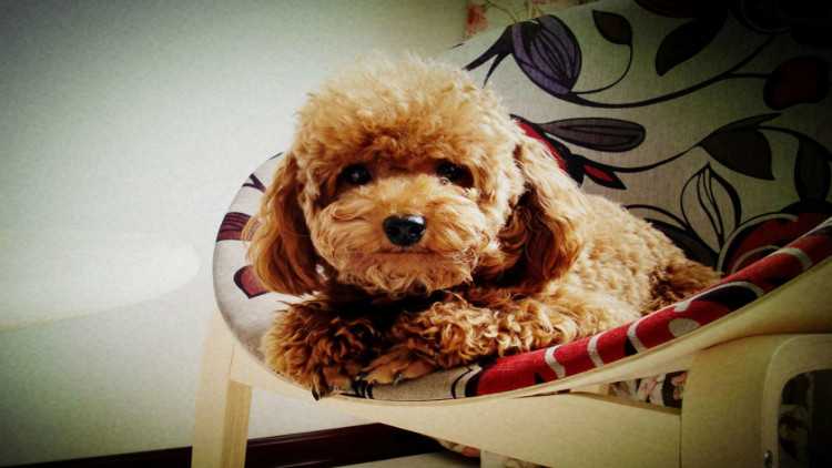 你不知道的狗都有哪些,泰迪狗狗来月经怎么护理