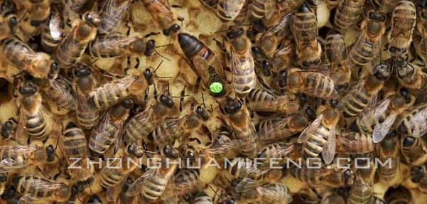邱汝民蜜蜂养殖技术,韩老师蜜蜂养殖技术分享