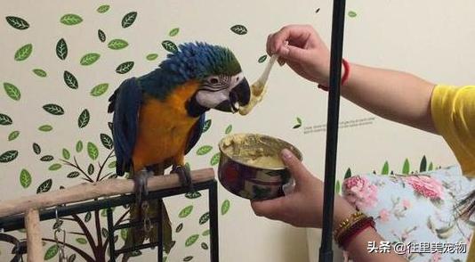 刚刚出壳的小鸟怎么养,刚破壳的小鸟不知道品种怎么喂养