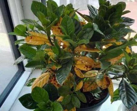 栀子花黄叶重剪后如何养护,栀子花长得细弱黄叶春季如何处理