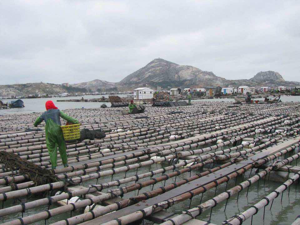 世界鲍鱼品种大全，你若知道其中5种，我叫你三声大哥