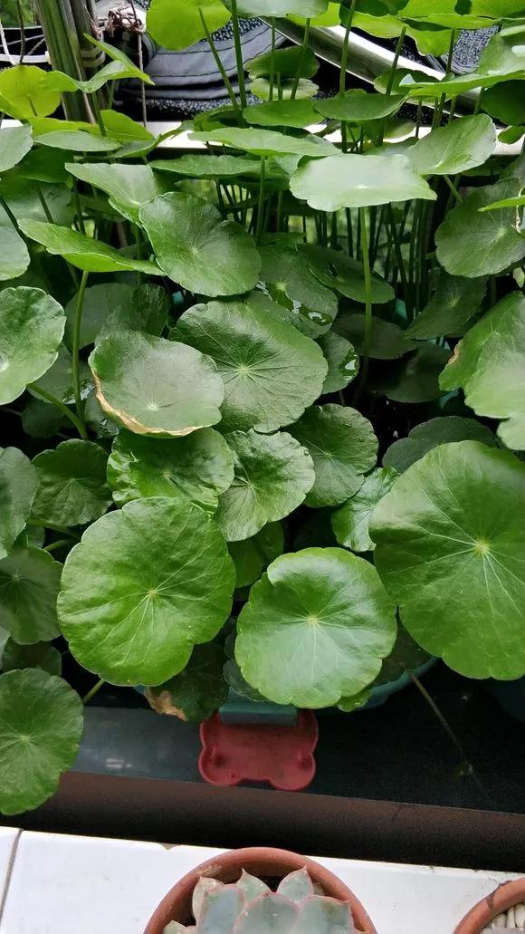 5种花不怕旱就怕涝,三种最怕缺水的花