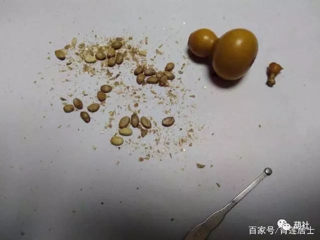 百花仙子文玩手捻小葫芦怎样种植,手捻小葫芦种植方法