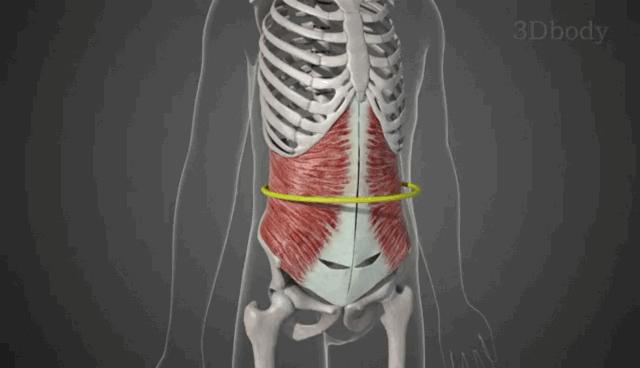 每天做平板支撑可以锻炼出腹肌吗,平板支撑为啥能锻炼腹肌