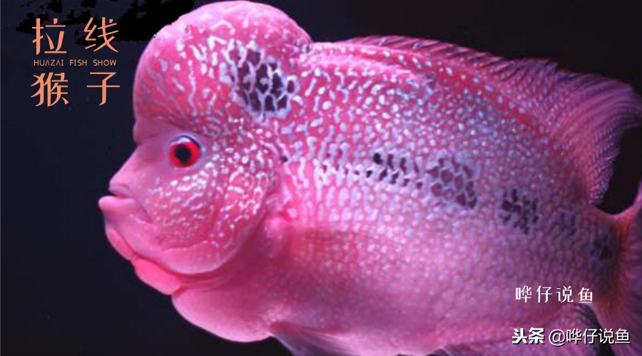 养观赏鱼怕什么虫子咬死,观赏鱼养鱼知识必备大全