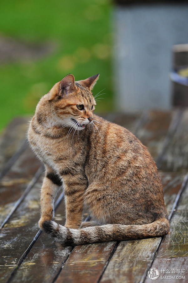 专业摄影师必备的定焦镜头,只选一只人像定焦镜头推荐