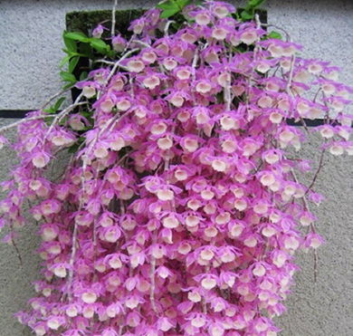 兜唇石斛开花,尖刀唇石斛的种植方法