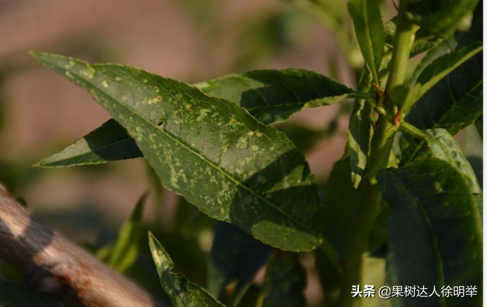 桃园害虫怎么治,桃园的害虫