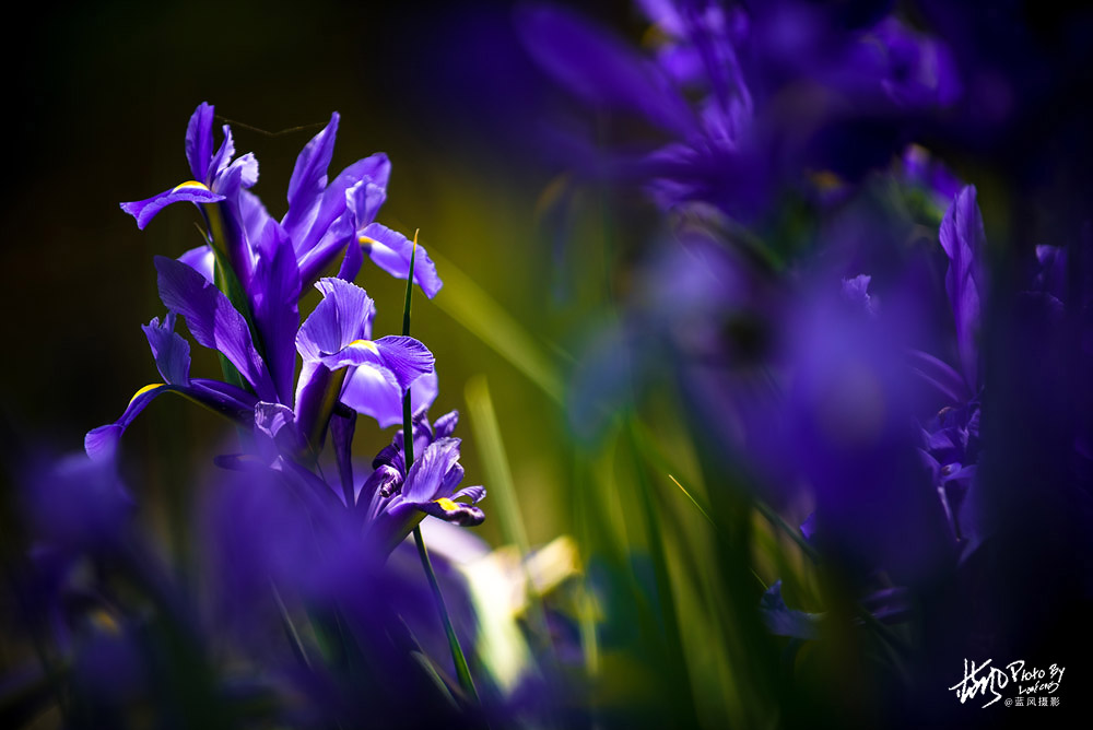 上海国际花展一览表,上海国际花展一览