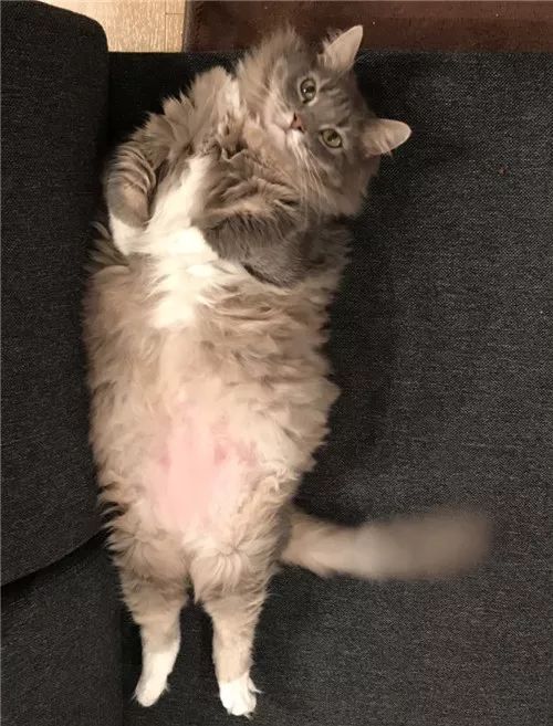 老板，这圆滚滚地怎么恢复出厂设置，说好的小可爱呢？