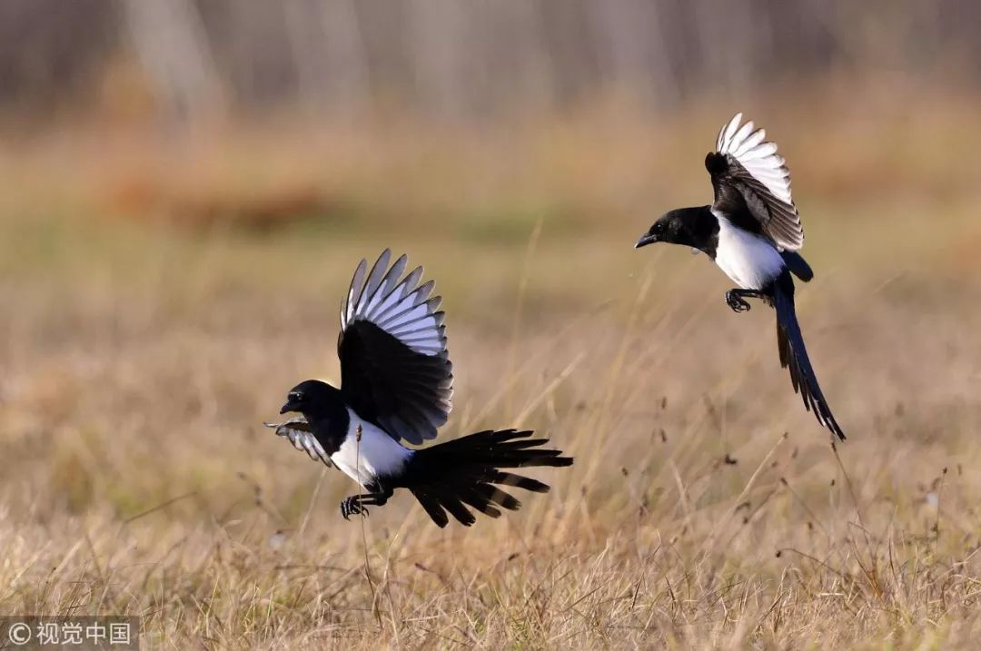 冷知识10个颠覆你认知的日本文 (古代100个绝对颠覆你认知的冷知识)