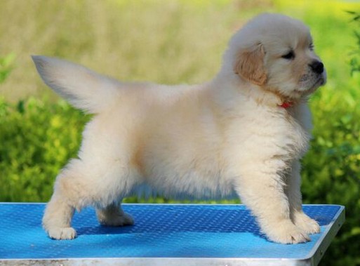 金毛每个阶段的喂食量是多少,金毛各个阶段狗粮吃多少