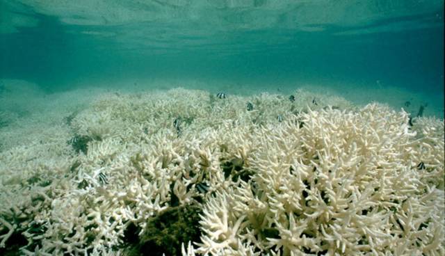 考拉或将被列为濒危物种,人类只要活着,就在物种灭绝做“贡献”