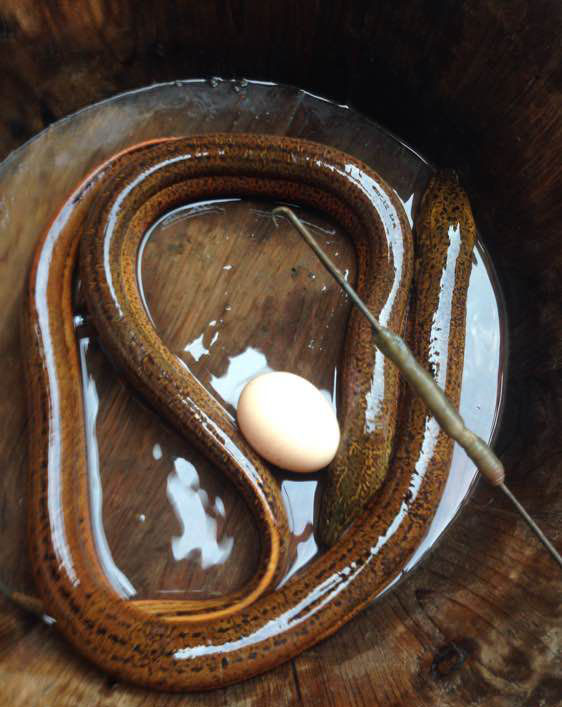 孩子在田里抓黄鳝不小心抓到蛇,捉黄鳝儿童视频