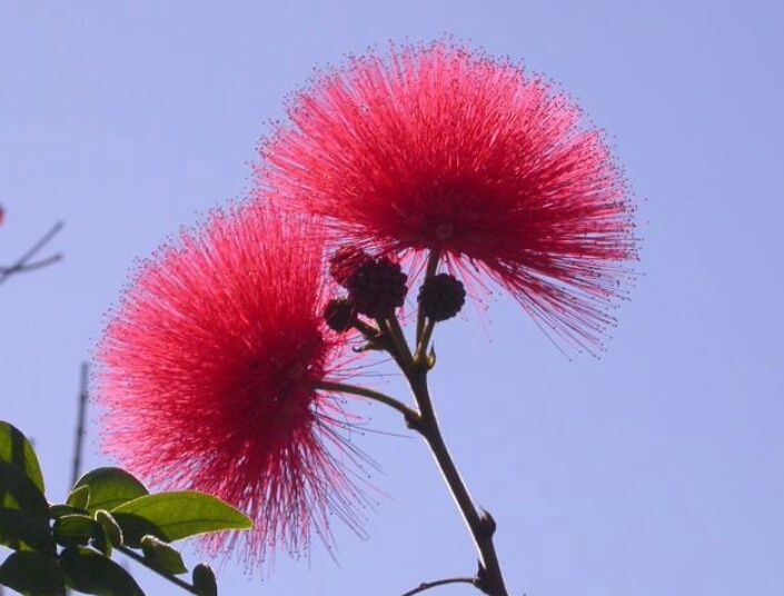 *欢合**花：花美叶美、有色有香的*欢合**花，管理与栽培