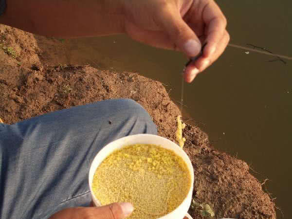 麦芽糖粘小米野钓效果怎么样,麦芽糖蘸小米钓鱼