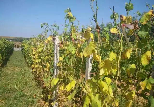 葡萄叶片黄化怎么治疗,葡萄叶片黄化斑驳