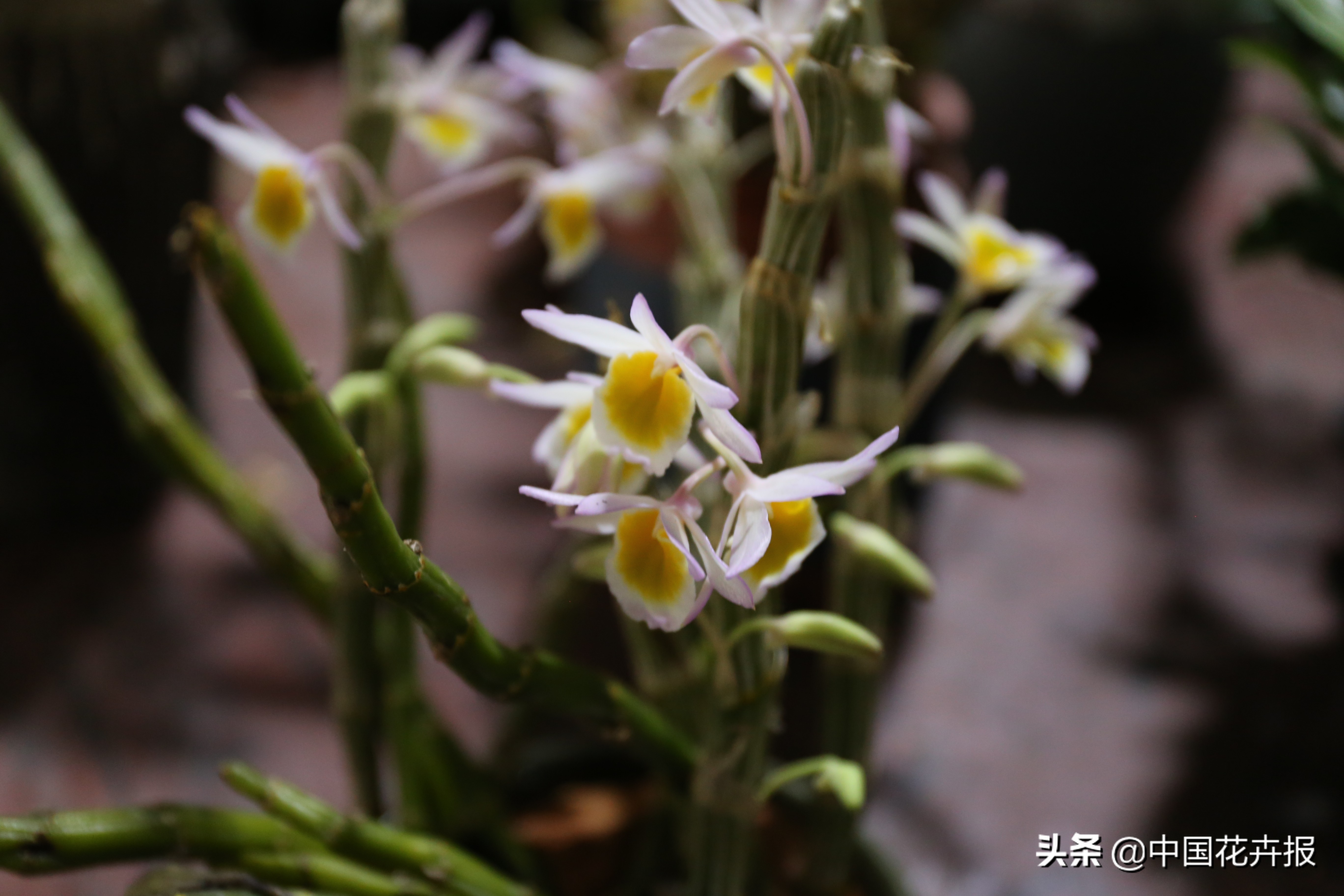 父亲节来了给爸爸买点啥,父亲节来了要给爸爸送些什么呢