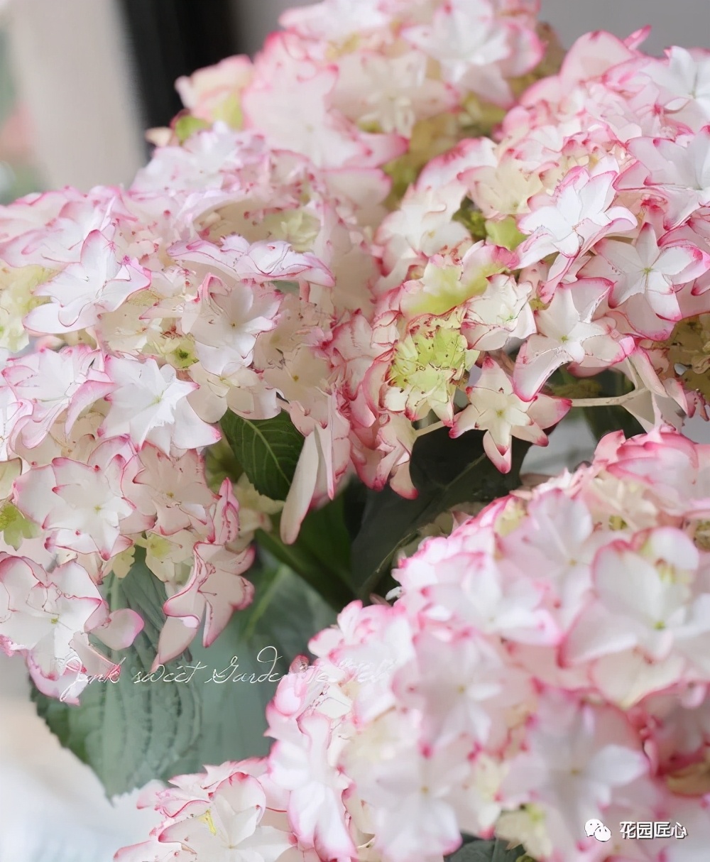 最漂亮的十种绣球,最省心的绣球