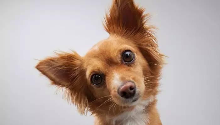 狗狗歪头卖萌,狗狗歪头杀的意思