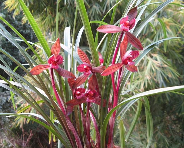 云南最顶级红素兰花,云南第一红素兰花