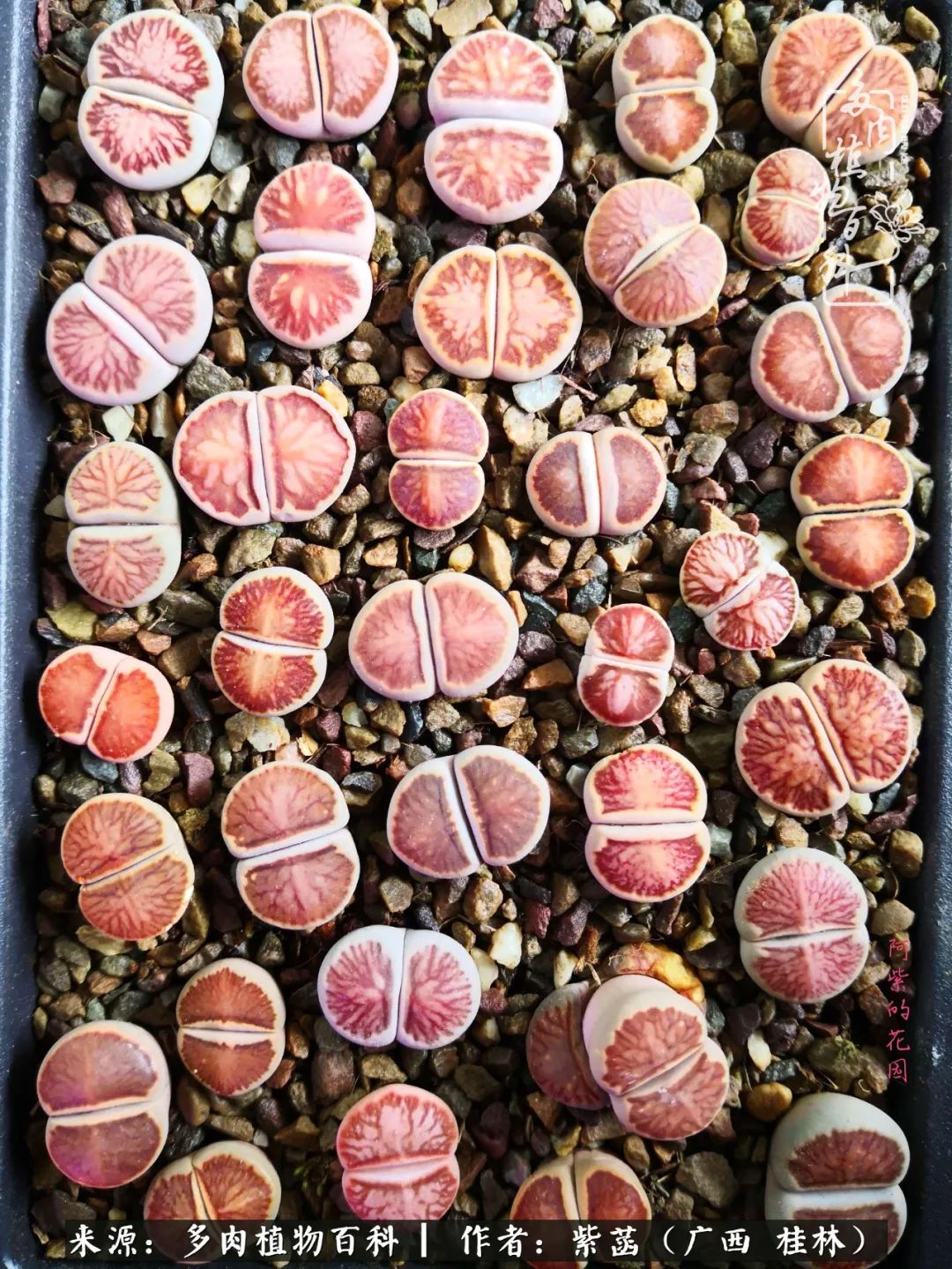 如何在夏天买的多肉度夏,多肉度夏好帮手