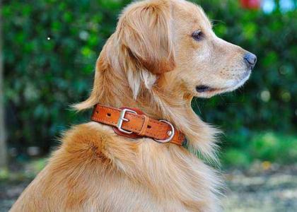 狗狗项圈对狗狗有害处吗,狗狗项圈太紧会造成气管塌陷