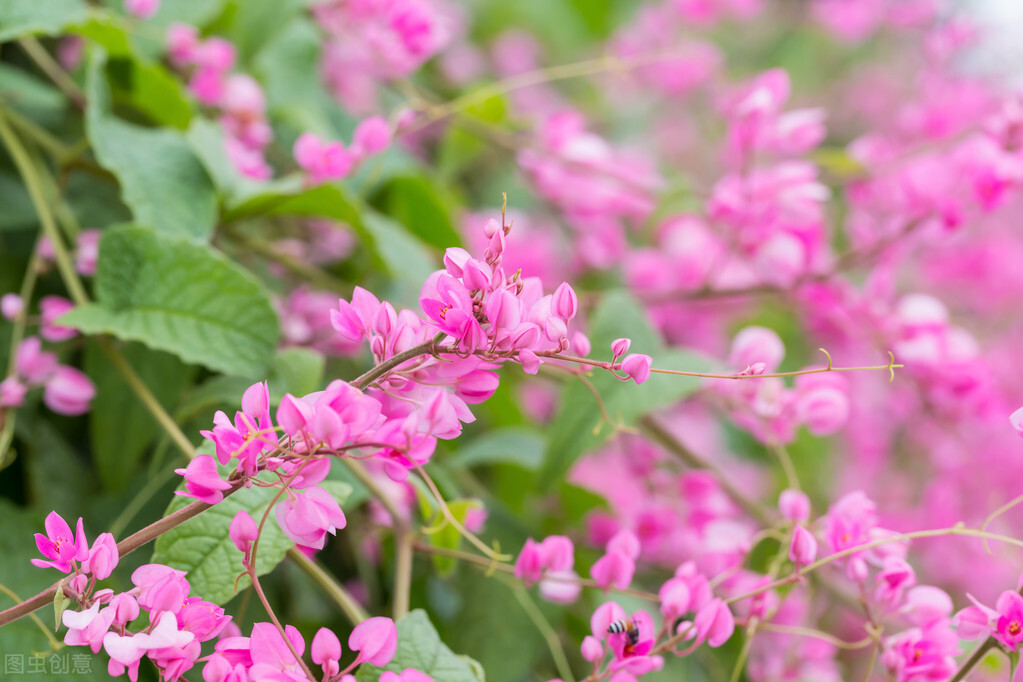 100种常见园林图鉴,列举20类不同的园林花卉